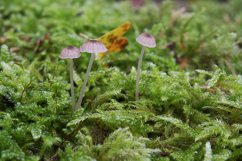 Mycena speirea
